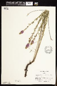 Dalea purpurea image