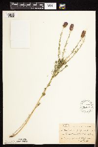 Dalea purpurea image