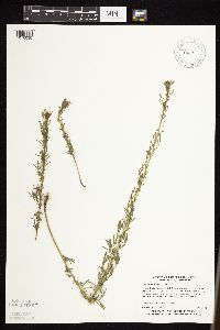 Dalea purpurea image