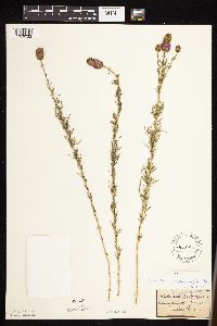 Dalea purpurea var. purpurea image