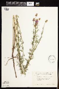 Dalea purpurea image