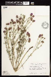 Dalea purpurea image