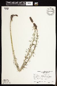 Dalea purpurea image