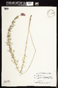 Dalea purpurea image