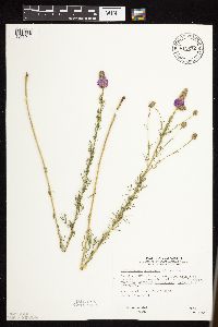 Dalea purpurea image