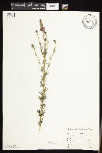 Dalea purpurea image