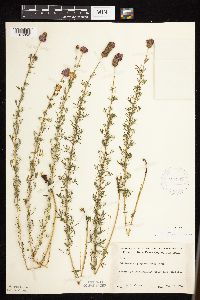 Dalea purpurea image