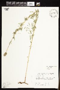 Dalea purpurea var. purpurea image