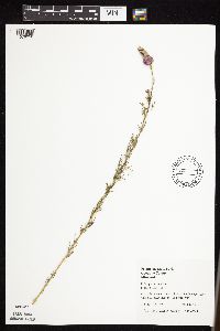 Dalea purpurea var. purpurea image
