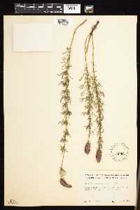 Dalea purpurea var. purpurea image