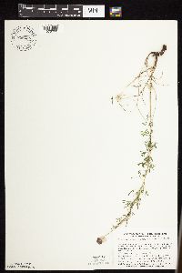 Dalea purpurea image