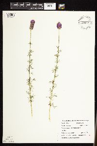 Dalea purpurea var. purpurea image