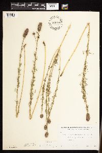 Dalea purpurea image