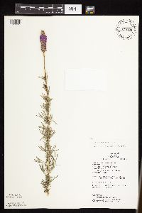 Dalea purpurea var. purpurea image