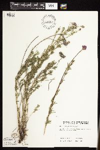 Dalea purpurea var. purpurea image