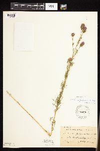 Dalea purpurea image