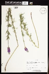 Dalea purpurea var. purpurea image