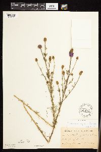 Dalea purpurea image