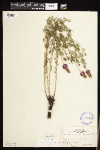 Dalea purpurea image