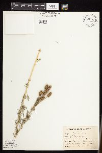 Image of Dalea purpurea