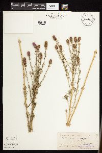 Dalea purpurea image