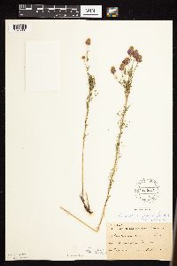 Dalea purpurea image