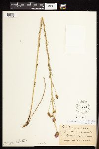 Dalea purpurea image