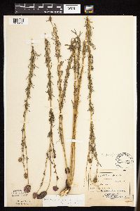 Dalea purpurea var. purpurea image