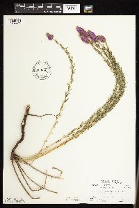 Dalea purpurea image