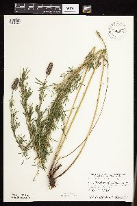 Dalea purpurea image