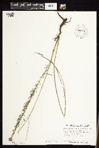 Dalea purpurea image