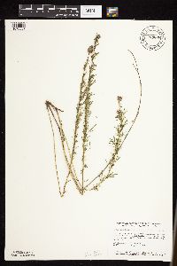 Dalea purpurea image