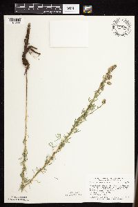 Dalea purpurea image