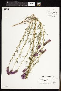 Dalea purpurea image