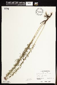 Dalea purpurea image