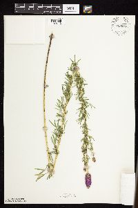 Dalea purpurea image