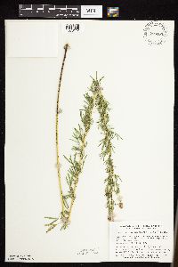 Dalea purpurea image