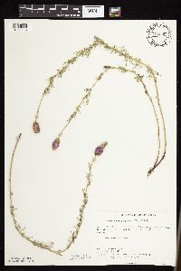 Dalea purpurea image