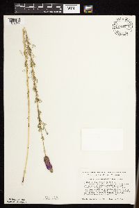 Dalea purpurea image