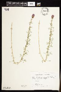 Dalea purpurea image