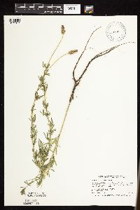 Dalea purpurea var. purpurea image