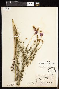 Dalea purpurea image