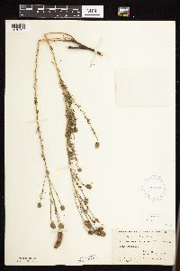 Dalea purpurea image