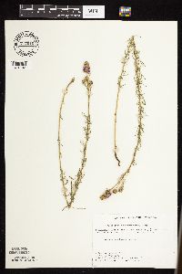 Dalea purpurea image