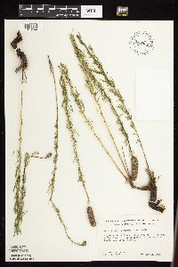 Dalea purpurea image