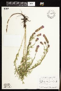 Dalea purpurea image