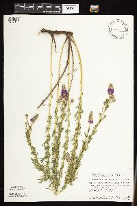 Dalea purpurea var. purpurea image