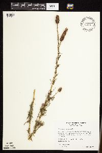 Dalea purpurea image