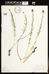 Dalea purpurea var. purpurea image