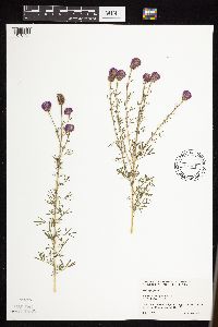 Dalea purpurea var. purpurea image
